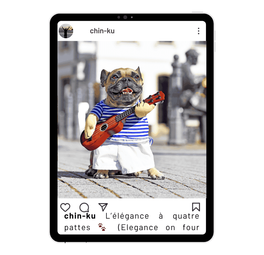 French Bulldog Instagram Captions