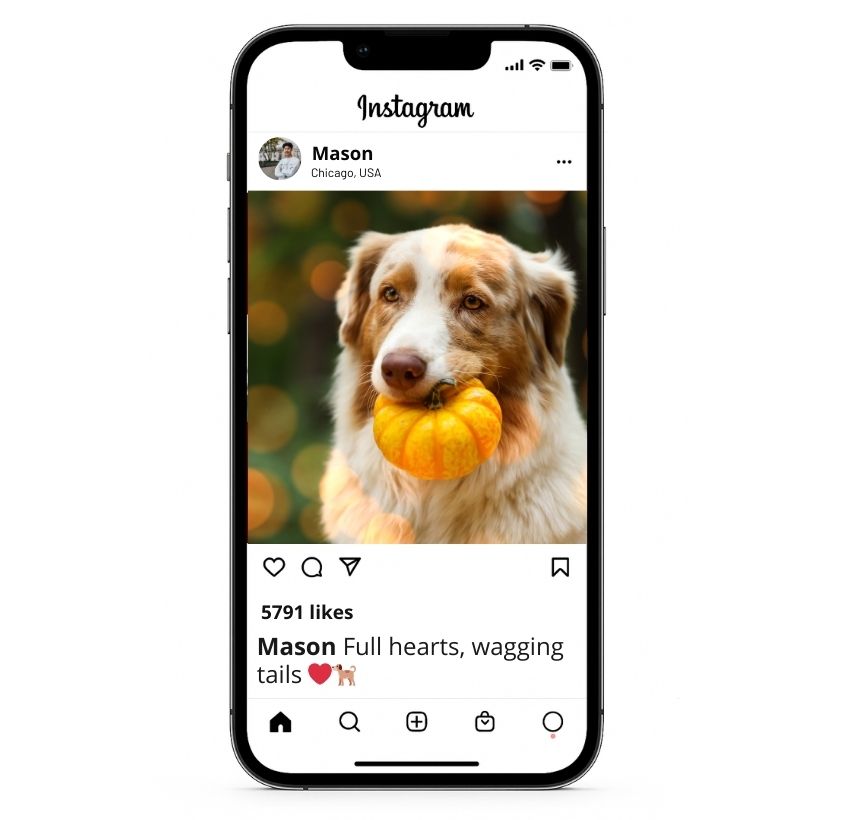Thanksgiving Dog Instagram Captions