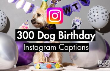 300 Dog Birthday Instagram Captions (30 Curated Lists)