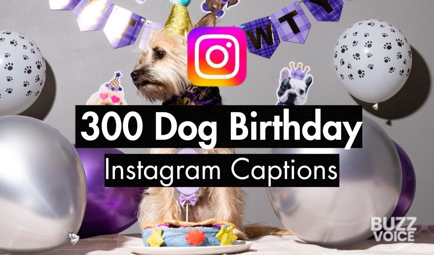 300 Dog Birthday Instagram Captions (30 Curated Lists) 300 Dog Birthday Instagram Captions (30 Curated Lists)