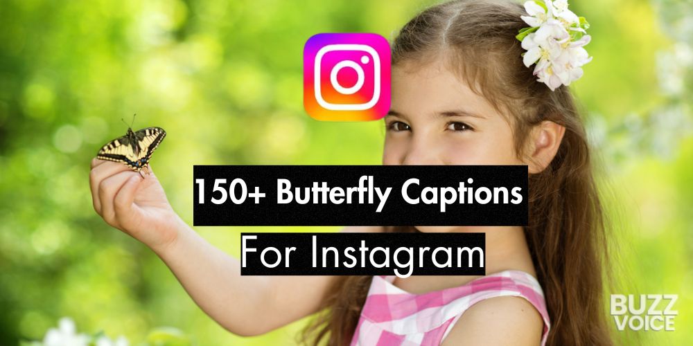 150+ Butterfly captions for instagram For Instagram (18 Curated Lists)
